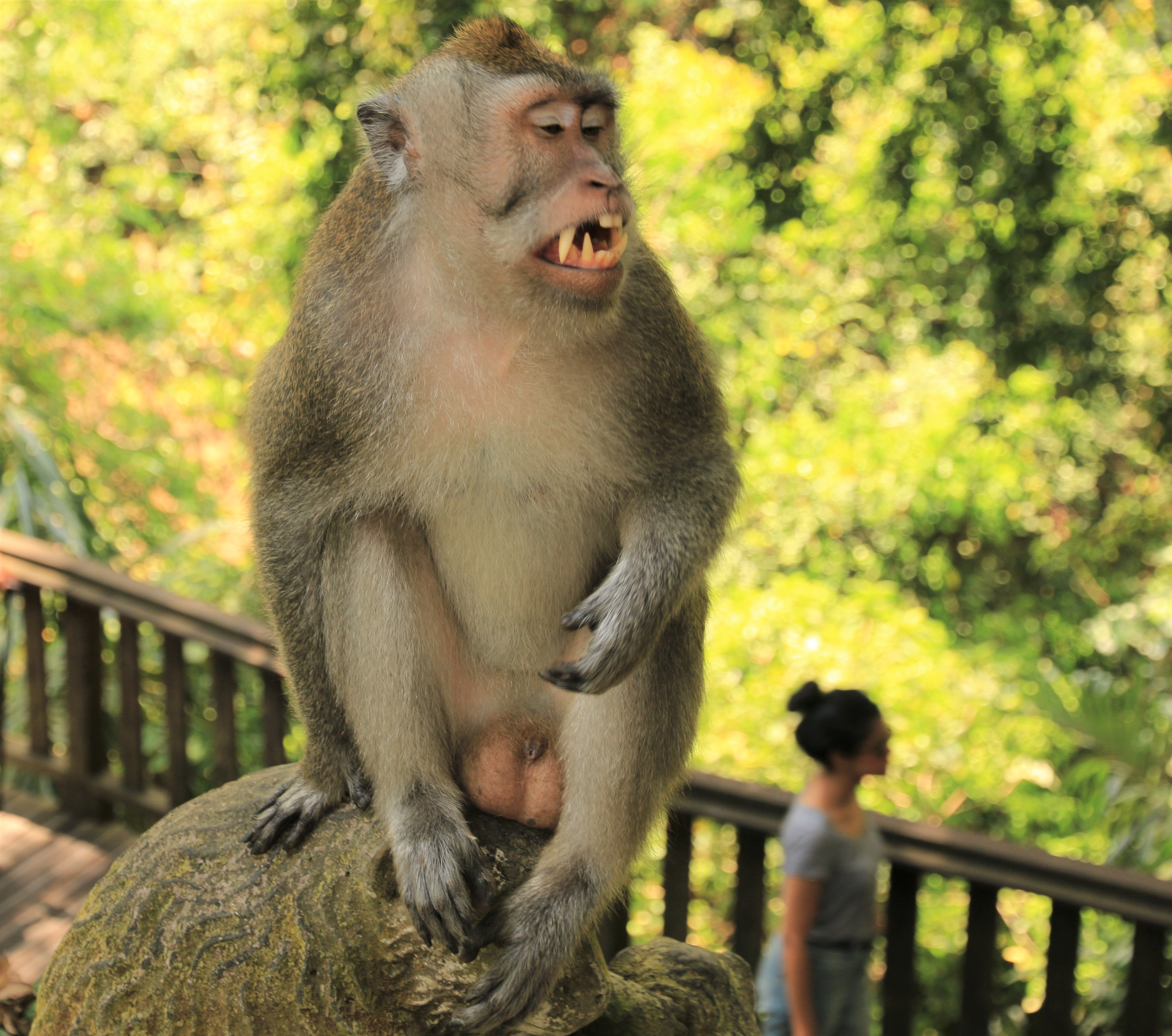 Ubud monkeys